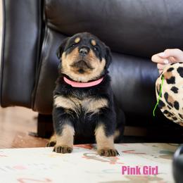 Pink Girl - Black and rust female Rottweiler puppy in Vallejo, California from TrenchtownRotties