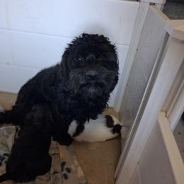 Cavapoo puppies from Gnomies Furry Friends
