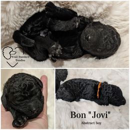 Poodle Puppies from Kvali Standard Poodles