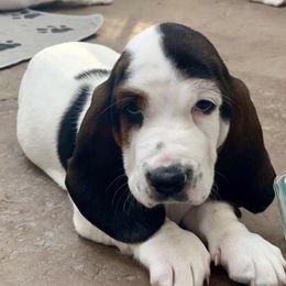 Basset Hound Puppies from The Lowlife Basset Hounds