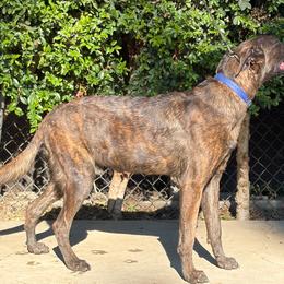 Piggy - Silver brindle male Dutch Shepherd puppy in San Jose, California from Brandon's Dutch Shepherds