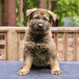 Drogon - Sable male German Shepherd puppy in Santa Cruz, California from Von Guadachi German Shepherds & Audacity Border Collies