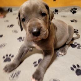 Male 3 - Blue and white female Great Dane puppy in Columbia Stat, Ohio from Rocky Road Chocolate Danes