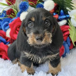 Dachshund Puppies from RRD