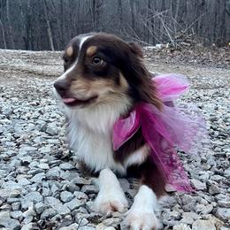 Primrose - Red tri female Miniature Australian Shepherd puppy in Somerset, Kentucky from Natural Life Ranch