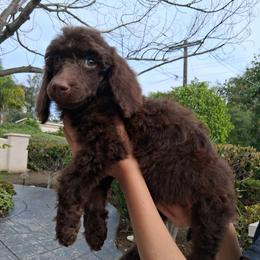 Clove Garland - Brown female Poodle puppy in Corona, California from Garden Of Poodles