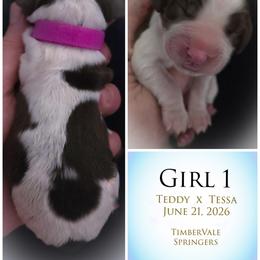 Girl 1 - Liver and white female English Springer Spaniel puppy in Silverdale, Washington from TimberVale Springers