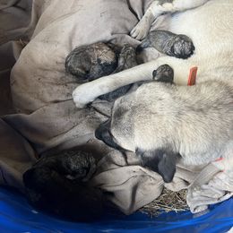 Annabelle - Anatolian Shepherd Dog