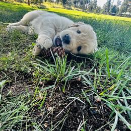 Benny - Light golden male Golden Retriever puppy in Peyton, Colorado from Jana Belanger