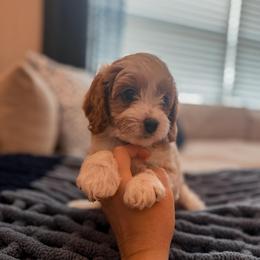 Waffle - Blenheim male Cavapoo puppy in Mayo, Florida from Kingston’s Cavaliers