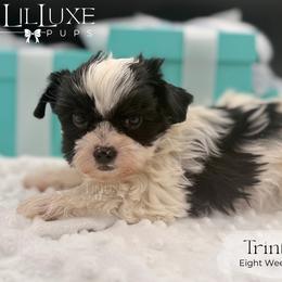 Companion Cross, Morkie, and Shorkie Puppies from Lil Luxe Pups
