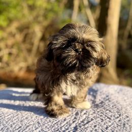 Eli - Brindle male Shih Tzu puppy in Wakefield, Rhode Island from Shih Tzu Companions in Rhode Island