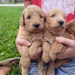 Goldendoodle Puppies from 3 Willows Goldendoodles