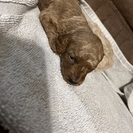 Poodle Puppies from J&K Kennels