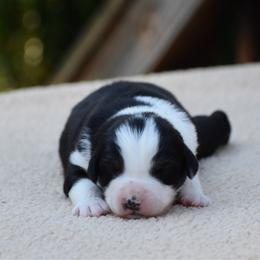 Voodoo - Black tri-color female Australian Shepherd puppy in Pilot, Virginia from Obsidian Australian Shepherd
