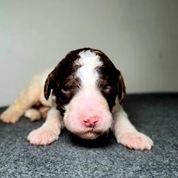 Lady Liberty - Parti female Poodle puppy in Plainfield, New Jersey from Caris Paws Poodles and Labradoodles