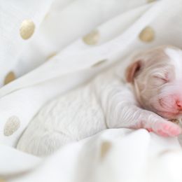 Goldendoodle Puppies from Derby Doodles