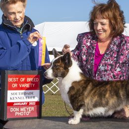 Cardigan Welsh Corgis from Heulwen Cardigans