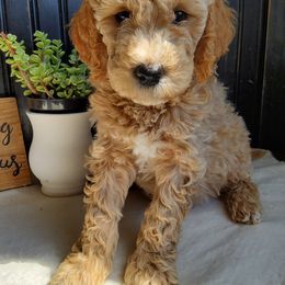 Goldendoodle and Yorkshire Terrier Puppies from Rowan's Rascals