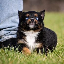 Ruby - Black tri female Miniature Australian Shepherd puppy in Lowgap, North Carolina from Baileys Mini Aussies