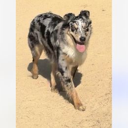 Australian Shepherd All Grown Up from Barn House Aussies