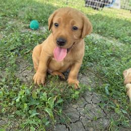 Lilac - Yellow female Labrador Retriever puppy in Derby, Kansas from Wheatland Retrievers