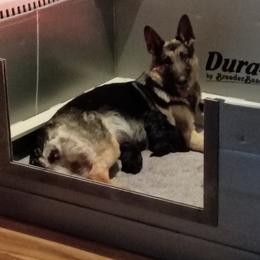 Penelope - Black and tan female German Shepherd puppy in Nye, Montana from Duke AKC Shepherds
