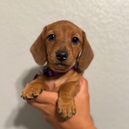 Whiskey - Red female Dachshund puppy in Ripon, California from Ripon Dachshunds
