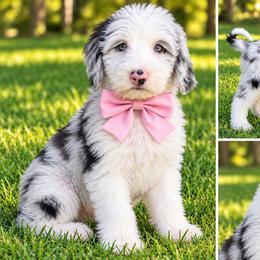 Pink collar - Merle female Sheepadoodle puppy in Mesa, Arizona from Desert Sheepies and Doodles