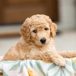 Goldendoodle Puppies from Ellie's Goldendoodles
