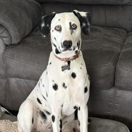 Willow - Dalmatian