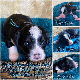 Ruffles - female Australian Mountain Doodle puppy in Port Orchard, Washington from Yukon Harbor Doodles