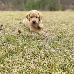 Labrador Retriever Puppies from DeVoy Country Labs