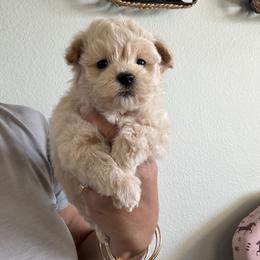 Green Male - Apricot male Maltipoo puppy in Southern,, California from Maltipoo Tiny Pups & More