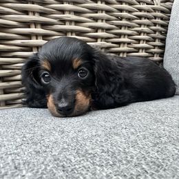 Lime Green - Black and tan male Dachshund puppy in Hope, Arkansas from Duckett Lane Dachshunds