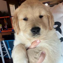 Pick 3 - Golden male Golden Retriever puppy in Post Falls, Idaho from Mountain View Goldens