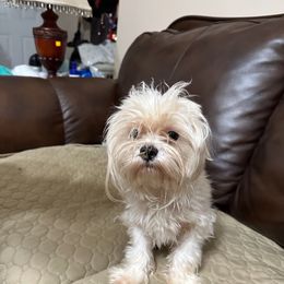 Sampson - Maltese