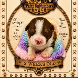 Trooper - Red tri-color male Australian Shepherd puppy in Magee, Mississippi from Paint ByNumbers Ranch