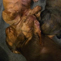 Dachshund Puppies from Tumbleweed Dachshunds