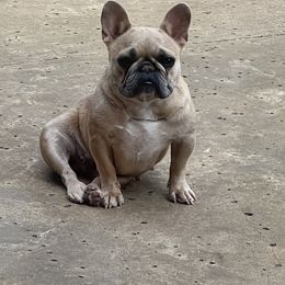 Aurora - French Bulldog