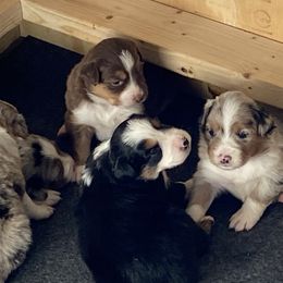 Australian Shepherd and Miniature Australian Shepherd Puppies from Hunt Farms Mini Aussies