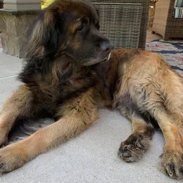 Leonbergers from Mountain Pride Leonbergers