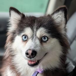Bailey Female - Trained - Black and white female Pomsky puppy in Hurleyville, New York from My Crazy Pomskys