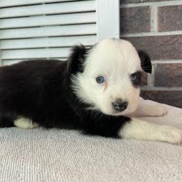 Girl 1 - Black tri female Miniature Australian Shepherd puppy in Hokes Bluff, Alabama from Alegria Toy Aussies