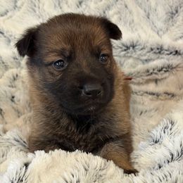 Hot Pink Girl - Sable female German Shepherd puppy in Beech Grove, Arkansas from Ze Zadnich lesu