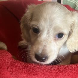 Scooter - Cream male Dachshund puppy in Sharon Springs, New York from Show Us The Way Homestead