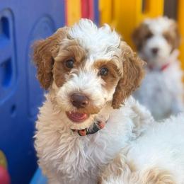 Doc - Parti male Goldendoodle puppy in Stockton, California from Port City Doodles