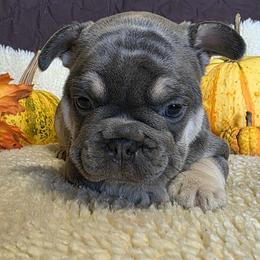 Belle - Tricolors female French Bulldog puppy in Purdy, Missouri from Shoal Creek Valley Frenchies