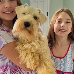 Prince - Miniature Schnauzer