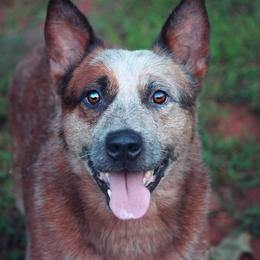Australian Cattle Dog All Grown Up from Scrappington Kennels